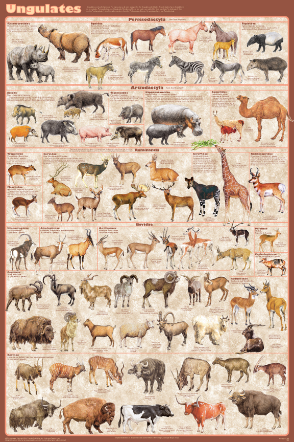 Ungulates The Hoofed Animals All Families Presented Famous ungulates-the-hoofed-animals-all-families-presented-famous